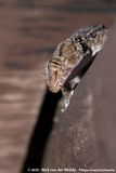 Fischers Thick-Toed Gecko<br><i>Chondrodactylus laevigatus</i>