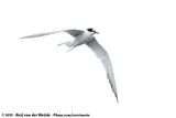 Sandwich Tern<br><i>Thalasseus sandvichensis</i>