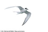 Sandwich Tern<br><i>Thalasseus sandvichensis</i>