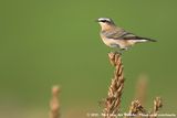 Northern Wheatear<br><i>Oenanthe oenanthe oenanthe</i>