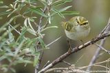 Pallass Leaf Warbler<Br><i>Pylloscopus proregulus</i>