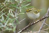 Pallass Leaf Warbler<Br><i>Pylloscopus proregulus</i>