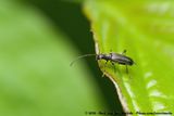 Common Grammoptera<br><i>Grammoptera ruficornis</i>