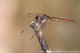 Orange-Winged Dropwing<br><i>Trithemis kirbyi kirbyi</i>