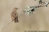 Sabota Lark<br><i>Calendulauda sabota herero</i>