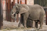African Bush Elephant<br><i>Loxodonta africana</i>