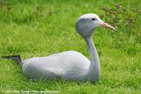 Blue Crane<br><i>Grus paradisea</i>