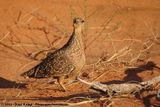 Burchells Sandgrouse<br><i>Pterocles burchelli</i>