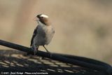 White-Browed Sparrow-Weaver<br><i>Plocepasser mahali mahali</i>