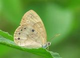 Leeuws Appalachian Brown