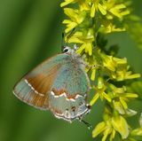 Juniper Hairstreak