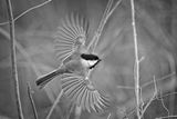 Black (& white) Black-capped Chickadee