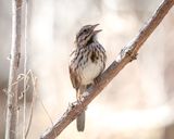 Song Sparrow