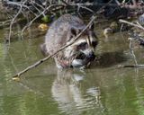 Raccoon with Lunch