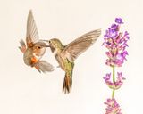 hummingbirds