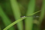 Damselfly