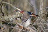 Wetlands Wood Duck