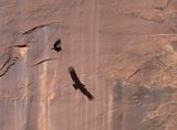 California Condor and his Shadow