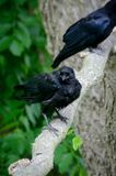 Frumpy Crow