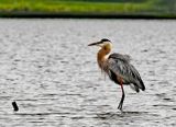 Big Blue Heron.jpg