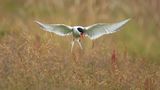 Arctic Tern