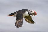 Atlantic Puffin