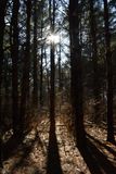 In the forest