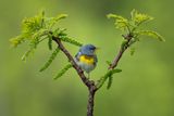 Northern Parula