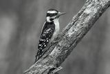 Downy Woodpecker