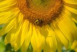 Sunflower Buzz