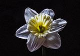 Daffodil-2023