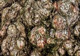 Weeping-Willow-Burls
