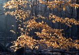 Backlit-Leaves---Winter-Mist