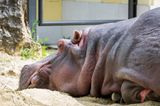 Hippo.