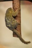 Pygmy marmoset.  Worlds smallest monkey.
