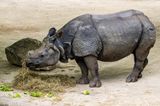 Rhino.