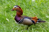 A Mandarin Duck beside the tiny Oos River.  Native to east Asia, they have done well in western Europe.