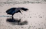 Umbrella bird fishing