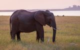 Elephant with cattle egret at Lake Kariba