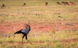 Secretary bird marching across the plain
