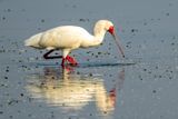 African spoonbill