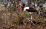 Saddle-billed stork