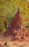 King of the (termite) mountain