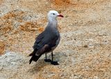 Heermanns Gull, Monterey