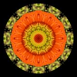Kaleidoscopic picture created with a flower seen in a park in January