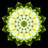 Kaleidoscopic picture created with widflowers seen in March