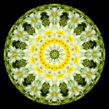 Kaleidoscopic picture created with widflowers seen in March