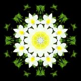 Kaleidoscopic picture created with a wildflower seen in March