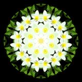 Kaleidoscopic picture created with a wildflower seen in March
