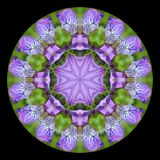 Kaleidoscopic picture created with a wild Iris Sibirica seen 22nd May